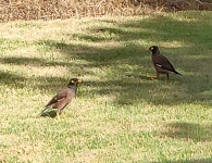 검은머리갈색찌르레기 from Kedron on 2020년 10월 08일 (목) at 11:27 오후 by seeker_squig · iNaturalist... 