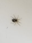 티끌거미속 from Hidalgo County, US-TX, US on 2020년 10월... Extreamly tiny · iNaturalist 티끌거미속 (Genus Oecobius)
