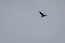 큰까마귀 from 348 01 Tisová, Česko on 2020년 09월 19일 (토) at 01:33 오후 by Lioneska · iNaturalist 큰까마귀 (Corvus corax)