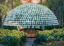     The Largest Chrysanthemum in America, 991 Blooms, 11 Feed Across «     Inhabitat – Green Design, Innovation, Architecture... 