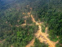     Deforestation  «     Inhabitat – Green Design, Innovation, Architecture, Green Building Worlds Third Largest Paper... 