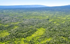 Will Buyers of Ancient Cloud Forest Harvest or Protect the Rare Koa in Hawaii? Will Buyers of Ancient Hawaiian Cloud Forest... 