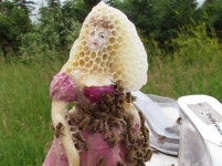     Aganetha Dyck «     Inhabitat – Green Design, Innovation, Architecture, Green Building Aganetha Dyck