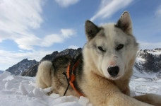 Norwegian Hotel Launches Worlds First Dog Sled Taxi Service Norwegian Hotel Launches World’s First Dog Sled Taxi Service