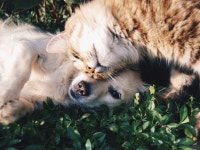 Taiwan is first Asian country to ban eating cats and dogs