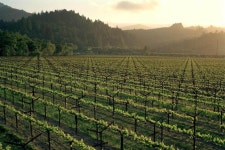 This Napa Valley winery has been farmed organically since 1985