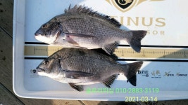 53, 51, 50cm.. 글로리호 주말, 월요일 조황입니다.