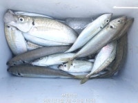 오늘 조황 입니다