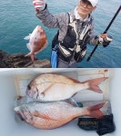 5/31 금오열도 오늘도 갯바위 참돔(상사리)조황입니다.