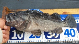 3일 군산시간배 오전배낚시 우럭/광어 굿조황! -군산새만금낚시 해신호-