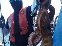 ((팔포1호))삼천포 돌문어 살아있네 (오후 갈치출조)