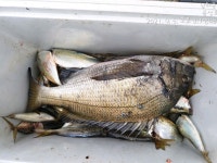 9/5 남해 미조 조항입니다