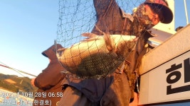 《가을 감성돔 흘림 》마리수로 달여듭니다