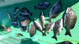 《가을 감성돔 흘림 》마리수로 달여듭니다