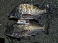 거제 ㅇㅅㄷ 감시