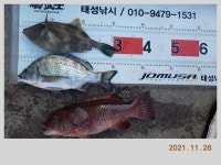 해금강 태성호 5짜 참돔, 49 Cm외 마릿수감성돔