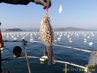 《고성 매섬2호》주말 토요일 자리여유 있습니다 일요일 2자리여유