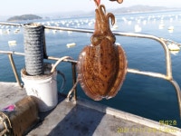 《고성 매섬2호》주말 토요일 자리여유 있습니다 일요일 2자리여유