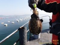 《고성 매섬2호》주말 토요일 자리여유 있습니다 일요일 2자리여유