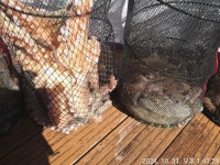 태진피싱)돌문어,쭈,갑 조항 좋습니다 예약중 태진피싱)돌문어,쭈,갑 조항 좋습니다 예약중