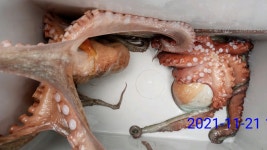 진해 대명호)8명 거제 잔잔 (금 토 일 예약가능)