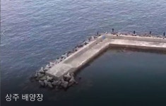 상주 배양장 가을 벵에돔 나오네요..