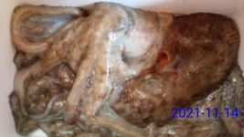 진해 대명호)11명 거제 잔잔 (내일예약가능)