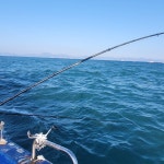 (거제현대마린호)1월3일 안경섬 조황보고 올립니다.