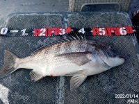 1/14 감성돔(흘림) 58 나왔습니다 ~~ 1/14 감성돔(흘림) 58 나왔습니다 ~~