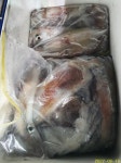 (南)남해조황 - 뉴거제호 한치두치세치 쿨러조황 욕심없이 낚시를 즐겁게 즐기는 갯콜, 똥깨
