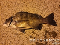 삼천포 산분령 유료 낚시터 7/7 조황현황