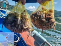 《제1한대호》8/22조황!마리수 프로선수님들 짱!