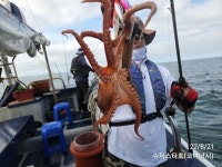 8/21[군산슈퍼스타] 문어 포인트에 따라 사이즈가 다르네요, 수요일 문어출조(코너낚시)