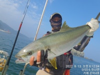 《참돔흘림》참돔ㆍ대부시리 마릿수