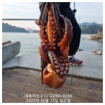대복호 돌문어 좋은 물때 출조일 10일 연속 키로오급 마리수 조황 31일~~자리여유 선수모집