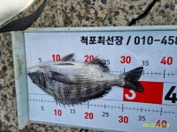 척포)최선장~연일 4짜~주말 감시 마릿수로~~