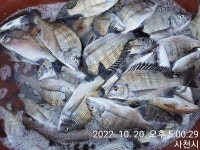 삼천포 산분령 유료 낚시터 10/20 조황현황