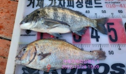 대물 감성돔 53 50 47 44 43 42 40 .. (3짜 후반들)