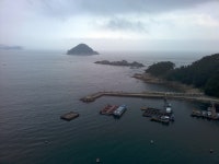 남해 가을 벵에돔