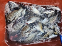 [가거도 한보낚시] 2022년 12월 20일 감성돔 마릿수 조황입니다.