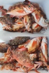 일광 9.77톤 주렁주렁 붉은열기 / 야간 어초 왕우럭 잡으러 출동