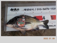 해금강 태성호 47 / 42 Cm 감성돔 소식