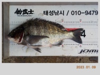 해금강 태성호 47 / 42 Cm 감성돔 소식