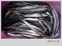 해금강 태성호 47 / 42 Cm 감성돔 소식