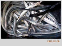 해금강 태성호 47 / 42 Cm 감성돔 소식