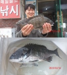 2/16 금오열도 생애 첫~감성돔으로 손맛 봤네요!