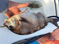 [VIKIRA] 두분 모시고 초도 다녀왔습니다~