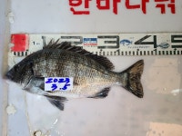 가덕한바다낚시조황