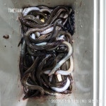 해상월ᆢ맛있는 돌장어 욱씬 조황임니다!!