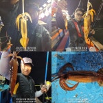 마산 화살 오징어 요래가 살살살 흔든꼐 올라오네!